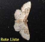 Sdlicher Zwergspanner (Idaea rusticata) kl.
