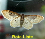 Sdlicher Zwergspanner Idaea rusticata kl.