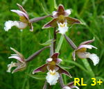 Sumpf-Stendelwurz  Epipactis palustris kl.