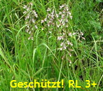 Sumpf-Stendelwurz  G kl.