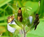 Veronica-Langfhler Cauchas fibulella 2 kl.