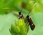 Veronica-Langfhler Cauchas fibulella 3 kl.