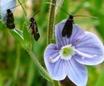 Veronica-Langfhler Cauchas fibulella kl.