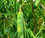 Viersamige Wicke (Vicia tetrasperma Samen kl.