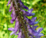 Vogel-Wicke Vicia cracca kl.