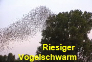 Vogelschwarm