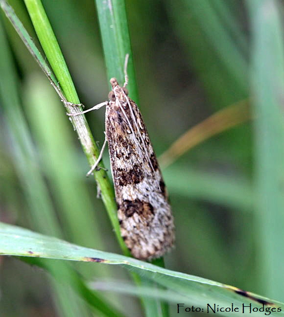Wanderznsler Nomophila noctuella-BrachackerHttenfeld-16.05.09_N