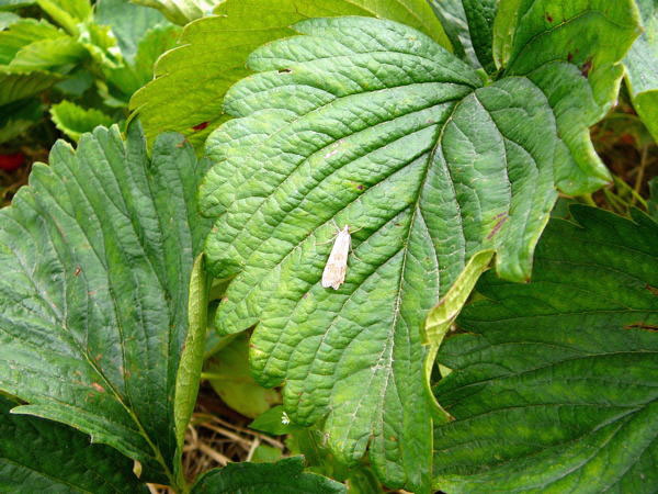 Wanderznsler Nomophila noctuella Juni 09 Huett und Viernheimer Wald 112