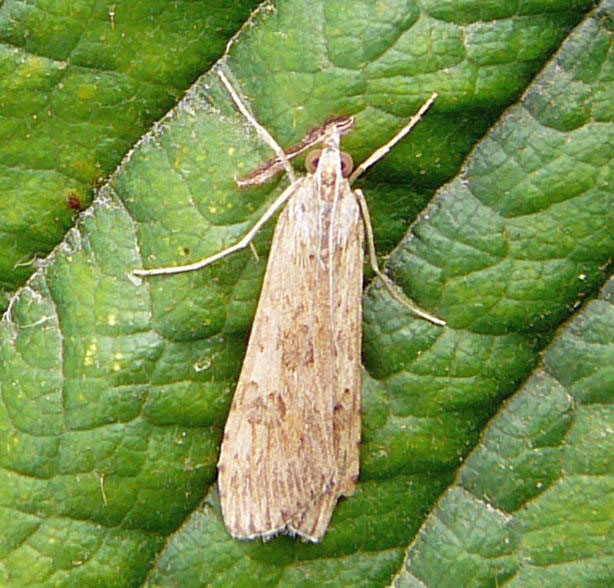 Wanderznsler Nomophila noctuella Juni 09 Huett und Viernheimer