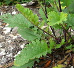 Wasser-Greiskraut (Senecio aquaticus) Blatt kl.