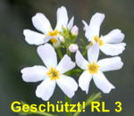 Wasserfeder Hottonia palustris kl.