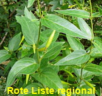 Weie Schwalbenwurz (Vincetoxicum hirundinaria) 2 kl.