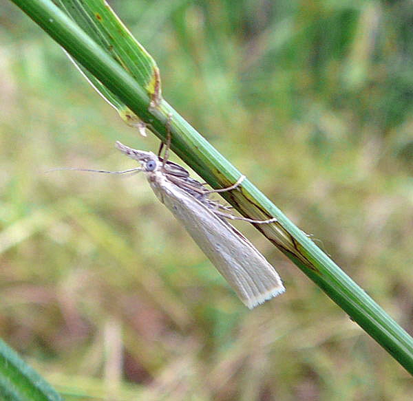 Weier Grasznsler (Crambus perlella Juni 09 Huett Graben hinter Friedhof 002