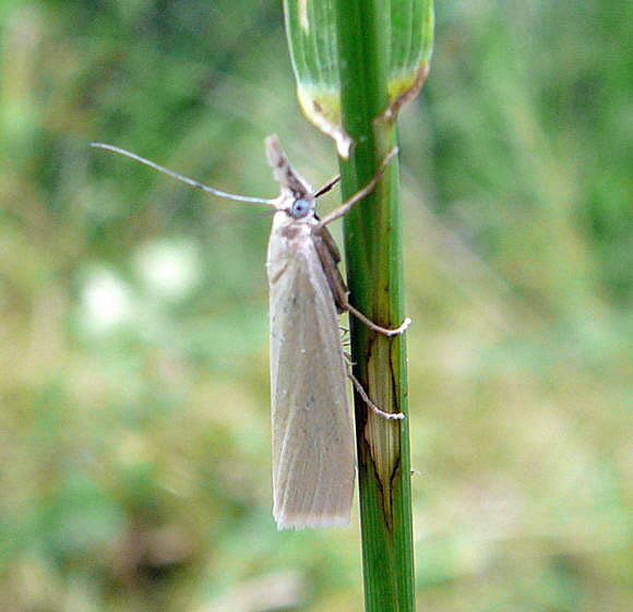 Weier Grasznsler (Crambus perlella Juni 09 Huett Graben hinter Friedhof 003