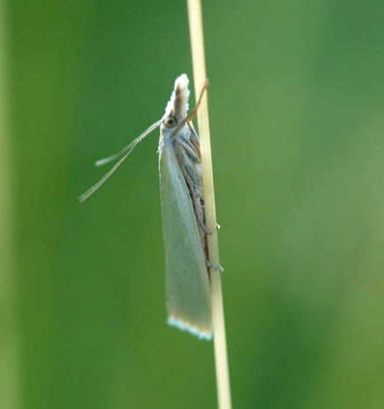 Weier Grasznsler Juni 2008 Schmetterlinge Viernheimer Wald 156