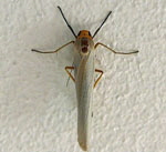 Weigraues Flechtenbrchen  Eilema caniola kl.