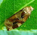 Wickler 3 Archips xylosteana 1 kl.