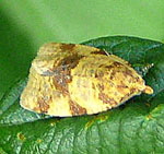 Wickler 3 Archips xylosteana Juni 2 kl.