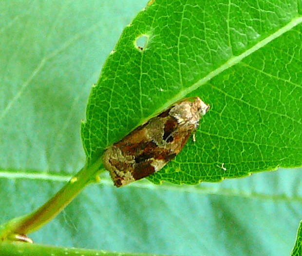 Wickler 3 Archips xylosteana Juni 2011 Vatertag Birkenau Buchklingen Weinheim Insekten 038