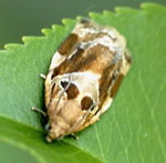 Wickler 3 Archips xylosteana kl.