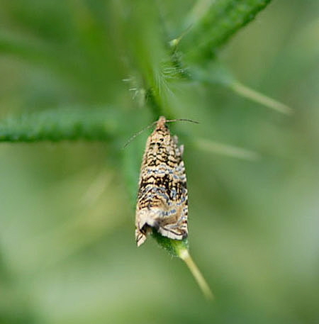 Wickler 4 Celypha lacunana Mai 09 Htt Mlldepnie u.Viernheimer Wald 037