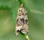 Wickler 4 Celypha lacunana kl.