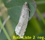 Wickler 5 Epiblema cf. grandaevana kl.