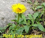 Wiesen-Alant kl.