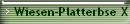 Wiesen-Platterbse X