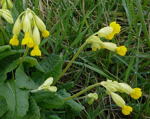Wiesen-Schlsselblume kl.