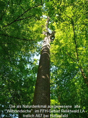 Wilbrand-Eiche Mai 2008 Ausritt 1 Viernheimer Wald 023