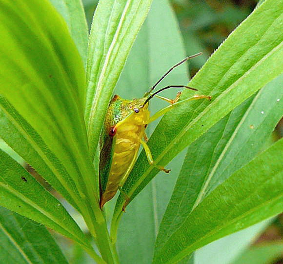 Wipfel-Stachelwanze Acanthosoma haemorrhoidale Juni 2010 Viernheimer Wald bei Httenfeld Schmetterlinge 129