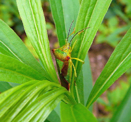 Wipfel-Stachelwanze Acanthosoma haemorrhoidale Juni 2010 Viernheimer Wald bei Httenfeld Schmetterlinge 130