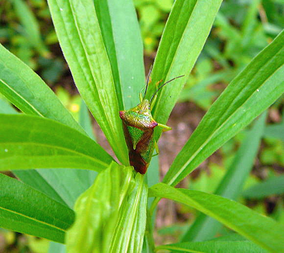 Wipfel-Stachelwanze Acanthosoma haemorrhoidale Juni 2010 Viernheimer Wald bei Httenfeld Schmetterlinge 131