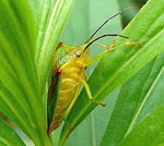 Wipfel-Stachelwanze Acanthosoma haemorrhoidale kl.
