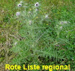 Wollkpfige Kratzdistel (Cirsium eriophorum) kl.