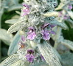 Wollziest (Stachys byzantina) 2 kl.