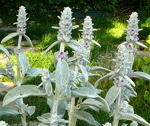 Wollziest (Stachys byzantina) kl.