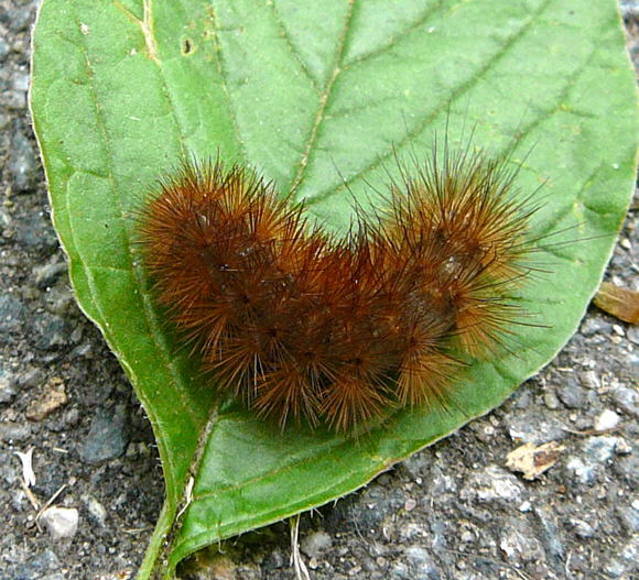 Zimtbr (Phragmatobia fuliginosa) Juni 2011 Huett 047