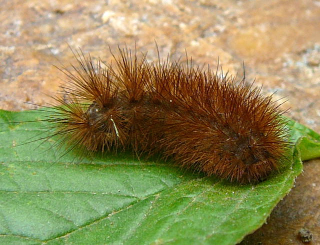 Zimtbr (Phragmatobia fuliginosa) Juni 2011 Huett 048