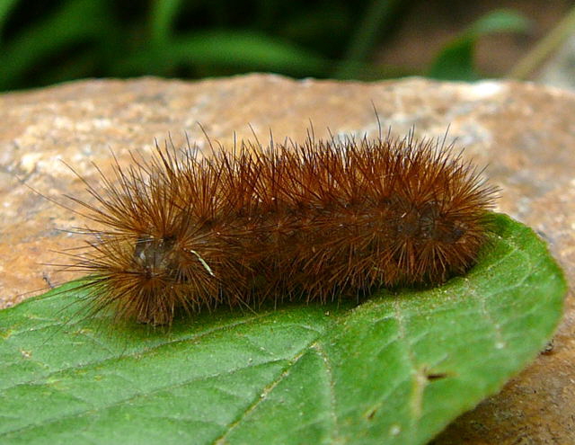 Zimtbr (Phragmatobia fuliginosa) Juni 2011 Huett 049