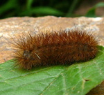 Zimtbr (Phragmatobia fuliginosa) Raupe kl.