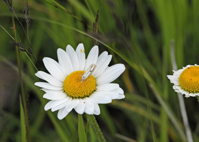 Znsler 6 Catoptria pinella 9.7.2011 Allgu Alpen Fellhorn NIKON2 019