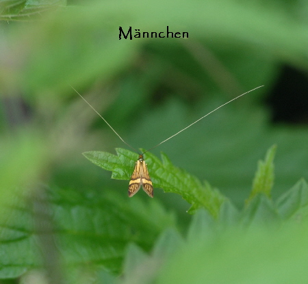 Degeers Langfhler  Nemophora degeerella Mai 2010 Hemsbach Graben NIKON 110