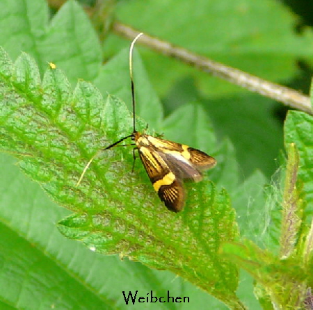 Degeers Langfhler  Nemophora degeerella Mai 2010 Hemsbach Graben u. Kaefer 068
