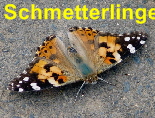 Schmetterlinge 