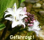 Dreiblttriger Fieberklee kl.