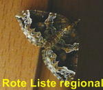 Dunkelbrauner Haarbschelspanner Eulithis prunata kl.