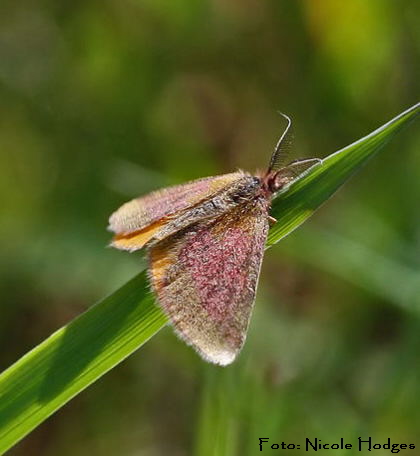 Evtl. Knterich-Purpurspanner (Lythria purpuraria) 420