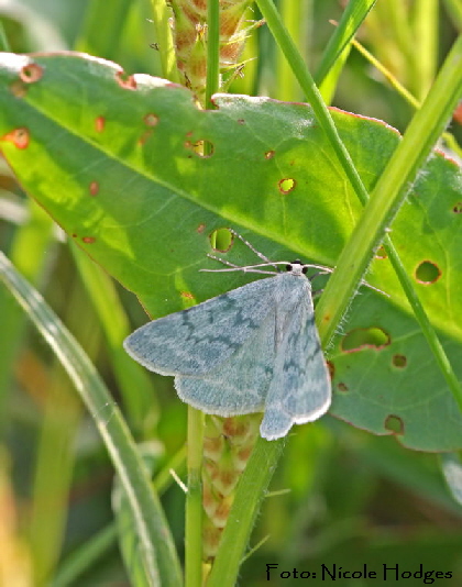 Ginster-Grnspanner (Pseudoterpna pruinata)-18.05.09-BrachackerbeiMlldeponie.1-N